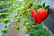 高設の苺も次々とつるを延ばしています