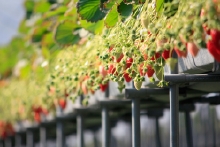 高設の苺も次3棟あります