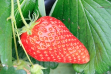 葉っぱに隠れた所にもおいしい苺が