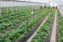 ご家族でイチゴ狩り