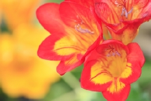 ハウス脇には奇麗な花が咲いてます