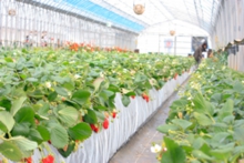 ハウス内は晴れると暑いくらい