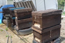 ミツバチ達もお疲れさまでした