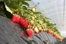 土耕栽培も熟して来ました