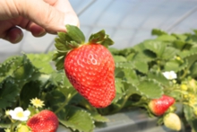 かなみひめ大粒