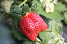 大きな苺も徐々に増えて来ました