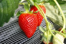 これが「かおりの」です