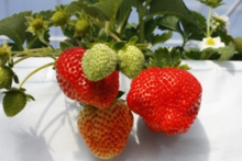 順番に緑〜真っ赤な完熟へ