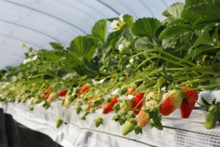 陽射したっぷりの、あきひめの棚