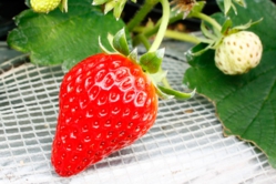 ツヤツヤ紅ほっぺ見つけたよ