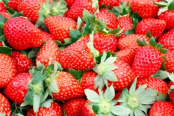 直売用に選別中