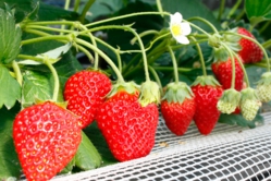 仲良く並んだふさのか