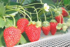 仲良く並んだふさのか