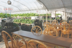 新しい高設ハウスの休憩テーブル