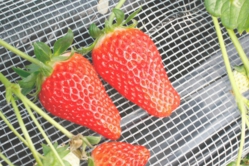 あきひめも大きくなりました