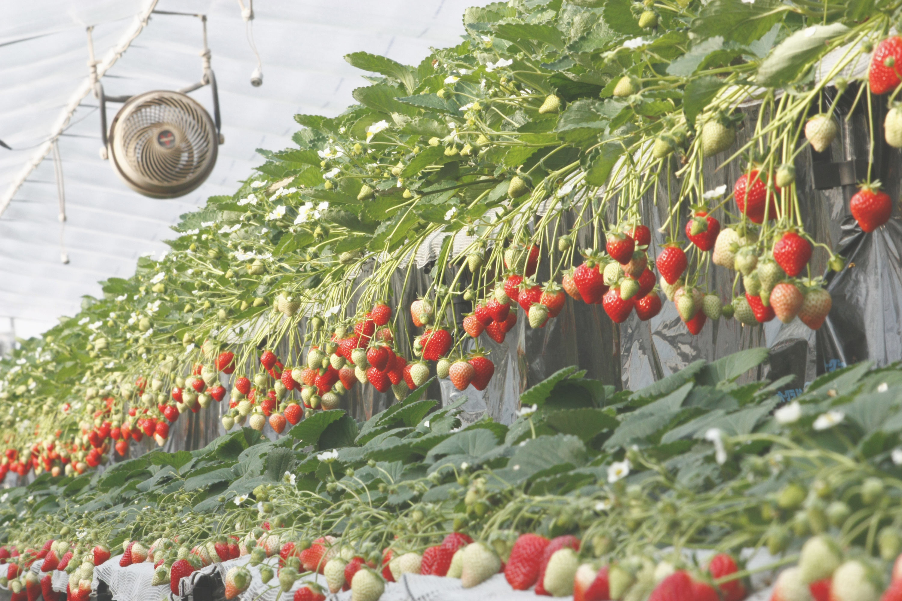 仲良く並んだふさのか