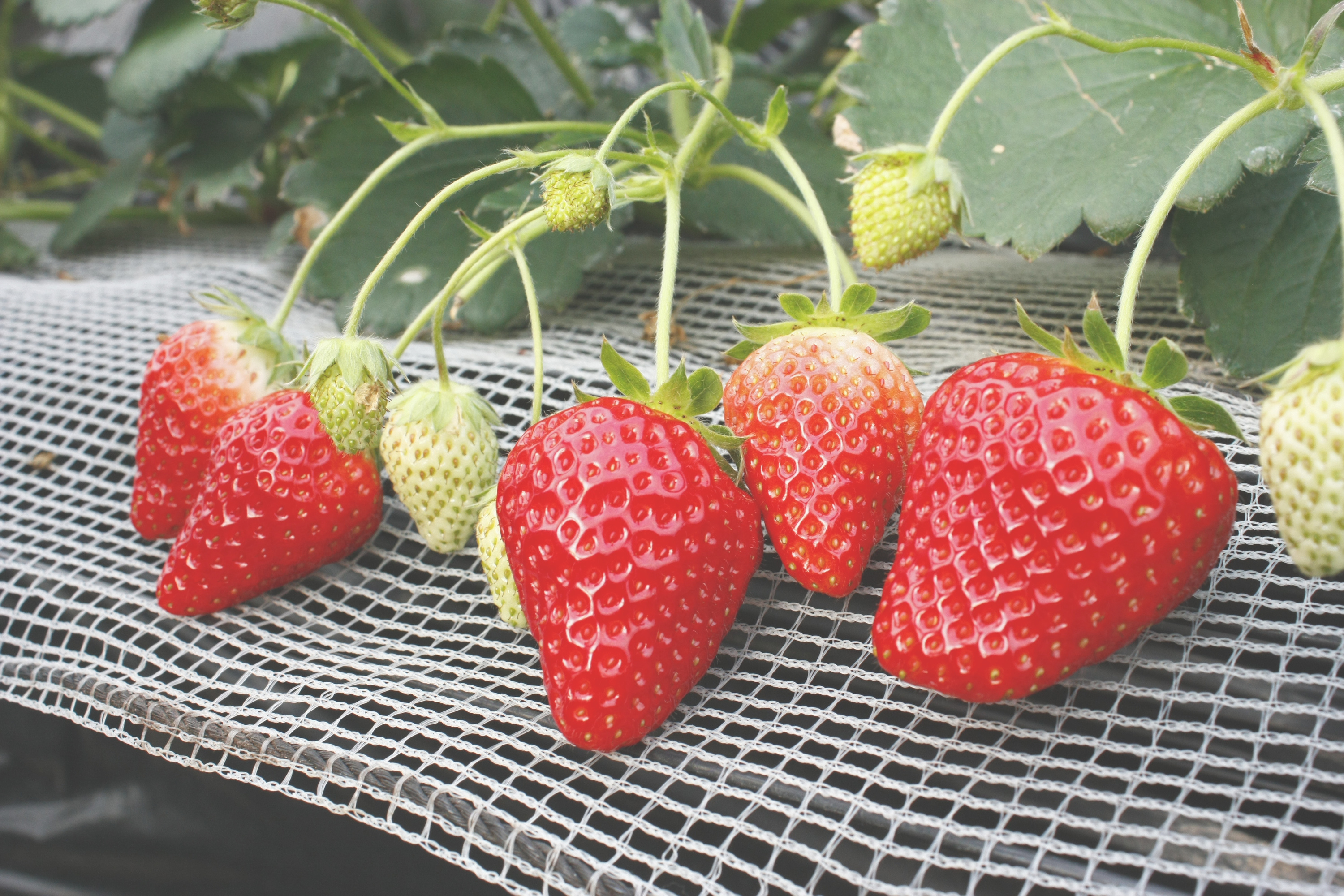 午前中の混み具合はこれ位でした