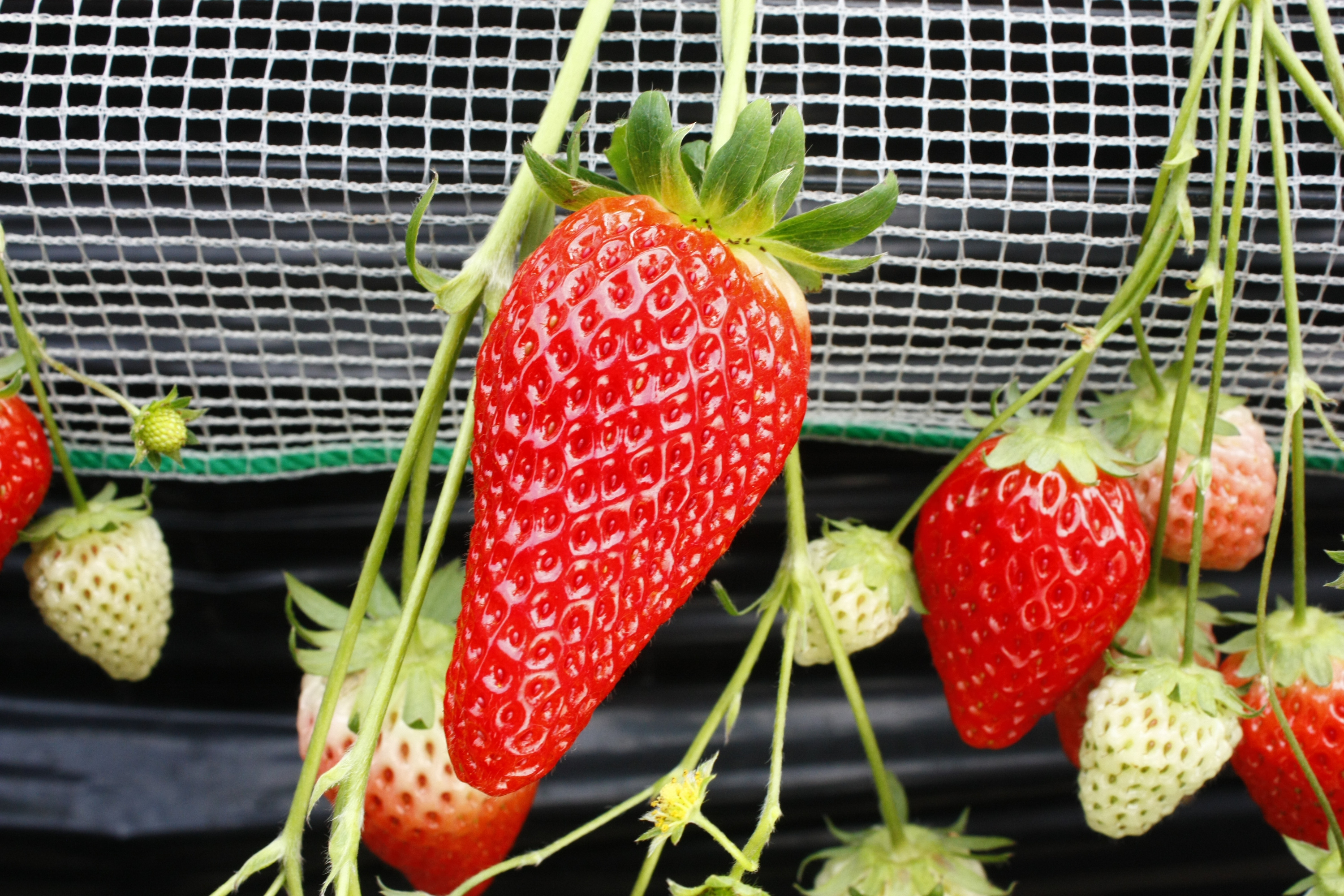 大きな苺をたくさん集めましたね