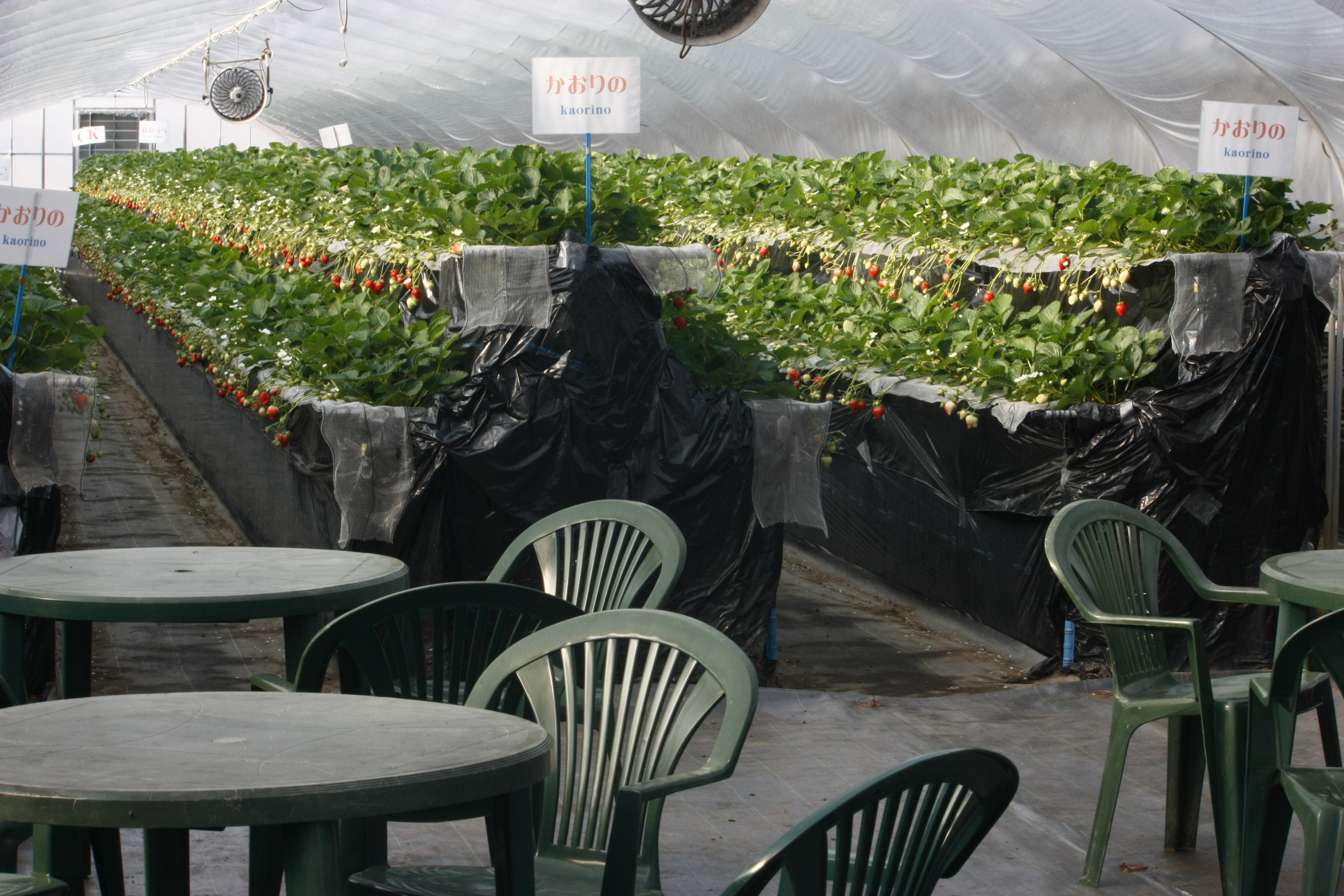 新しい高設ハウスの休憩テーブル