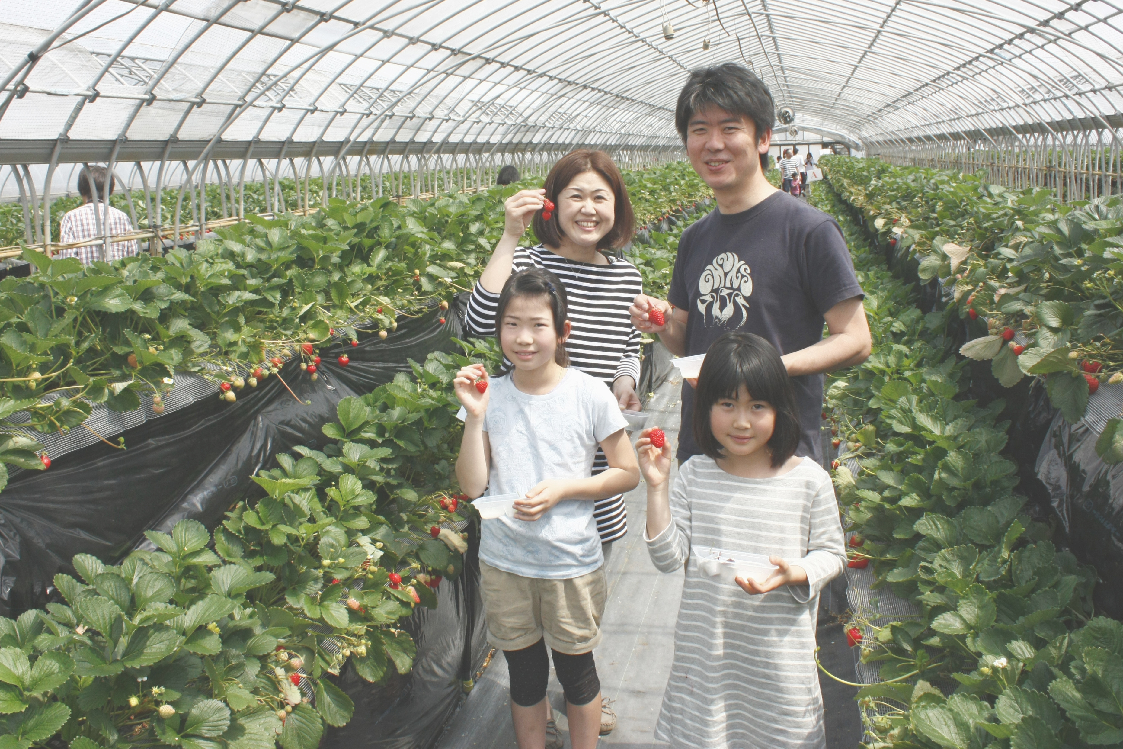 べにほっぺがたくさん出来ています