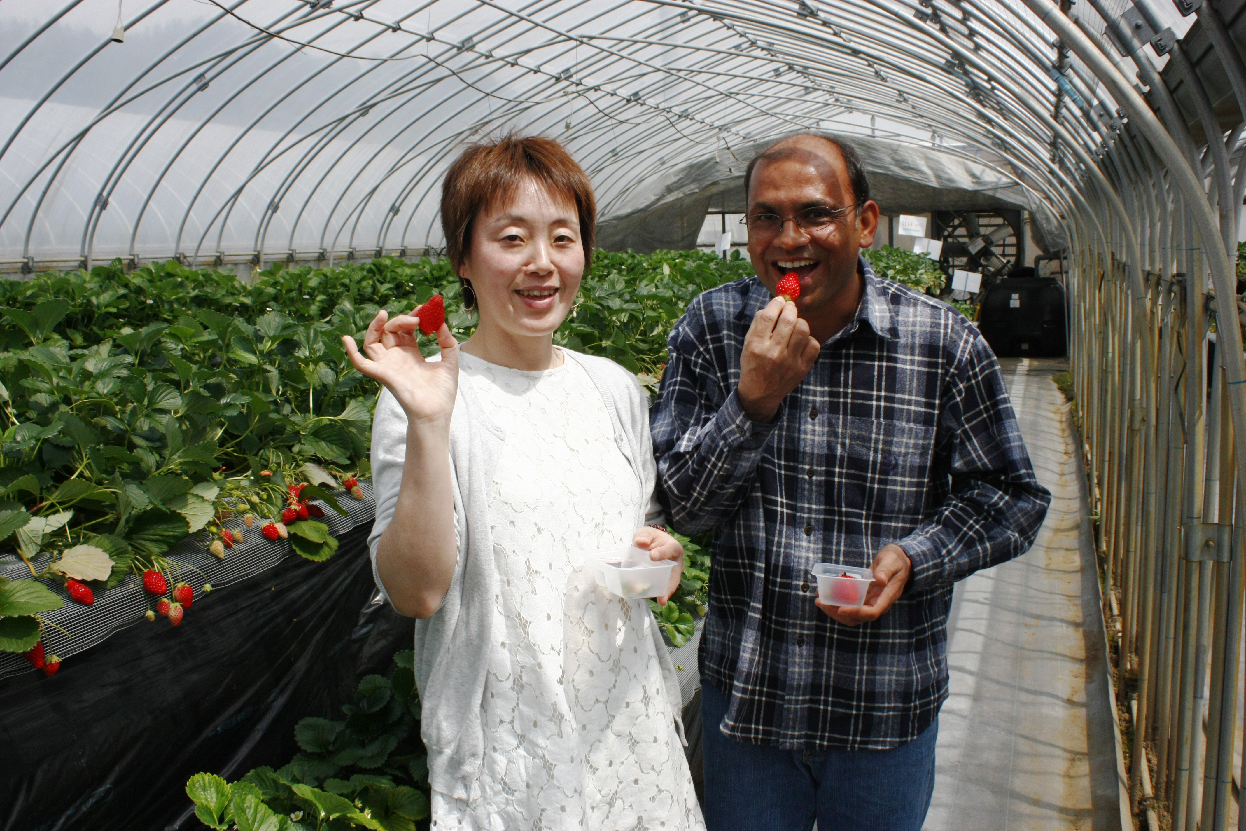 べにほっぺがたくさん出来ています