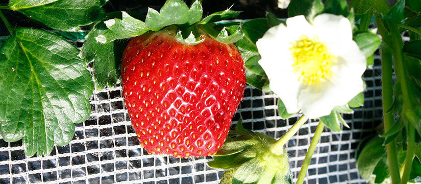 ◎希少な品種「真紅の美鈴（黒苺）」が好評です