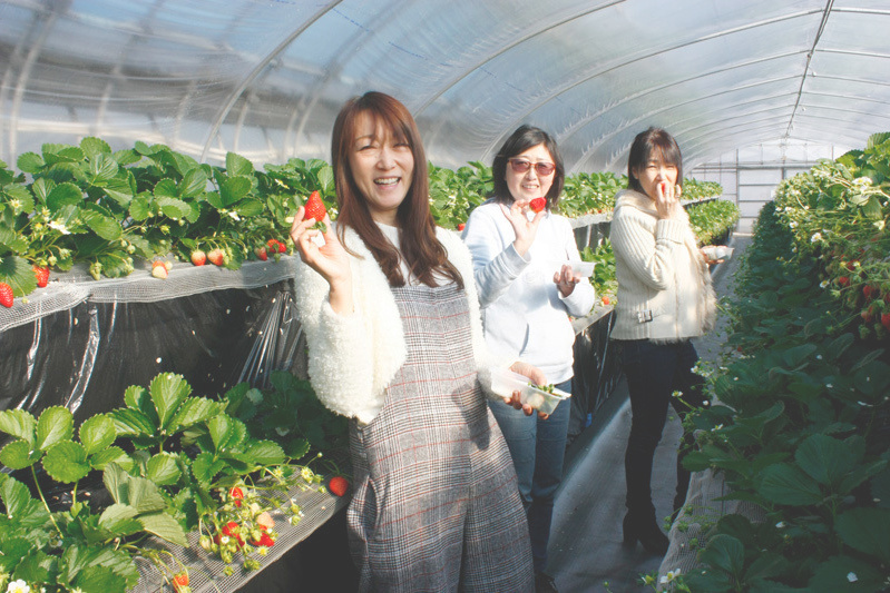 べにほっぺがたくさん出来ています