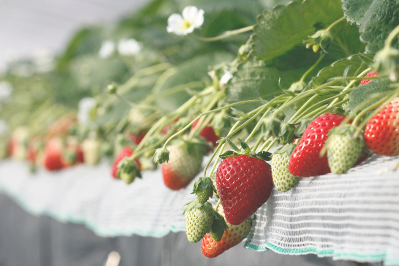 人気の黒苺は早めに無くなるよ