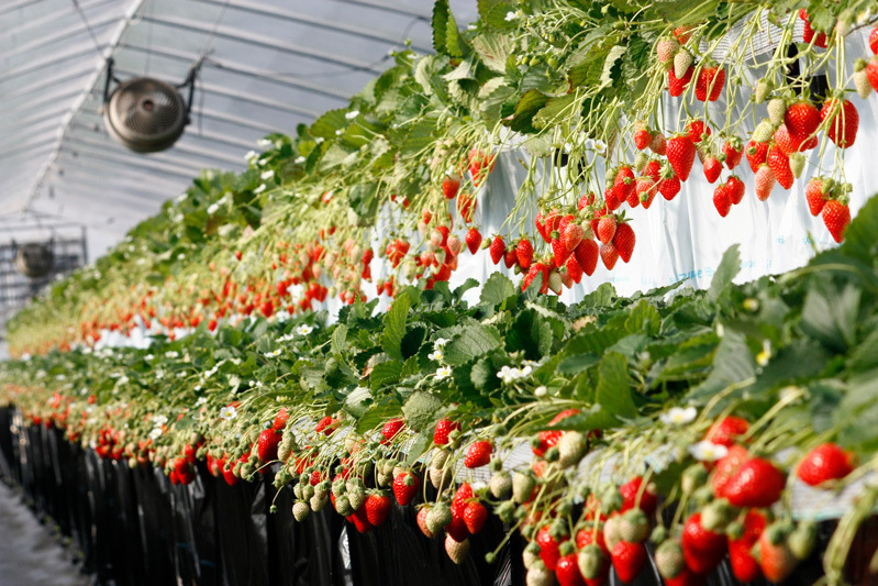 べにほっぺ（上）とおいCベリー（下）