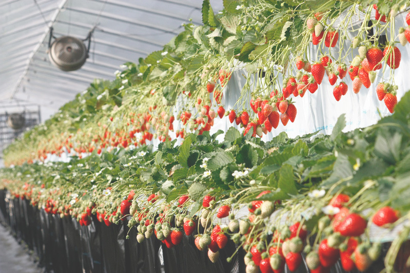 べにほっぺ（上）とおいCベリー（下）