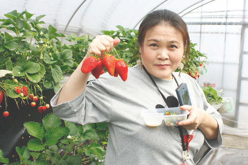 おいしい苺をSNSにアップよろしく