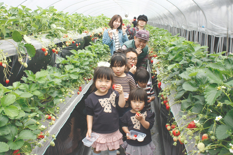 苺狩りは幸せな気持ちになれますね