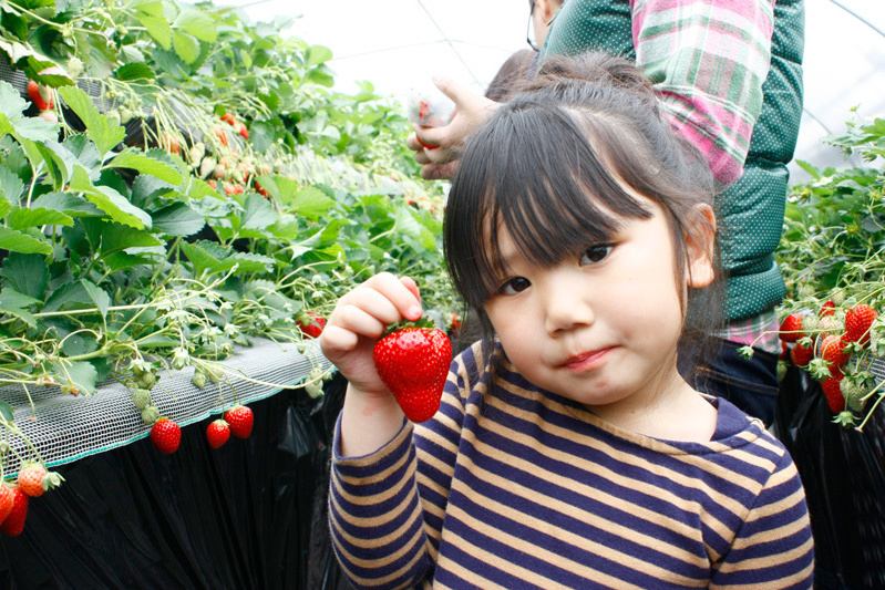 全部の品種を食べられましたか？