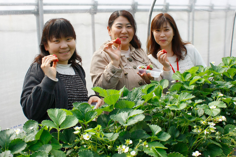 べにほっぺ（上）とおいCベリー（下）