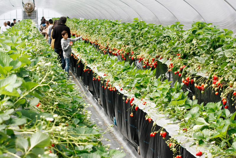 苺がお口いっぱいだね