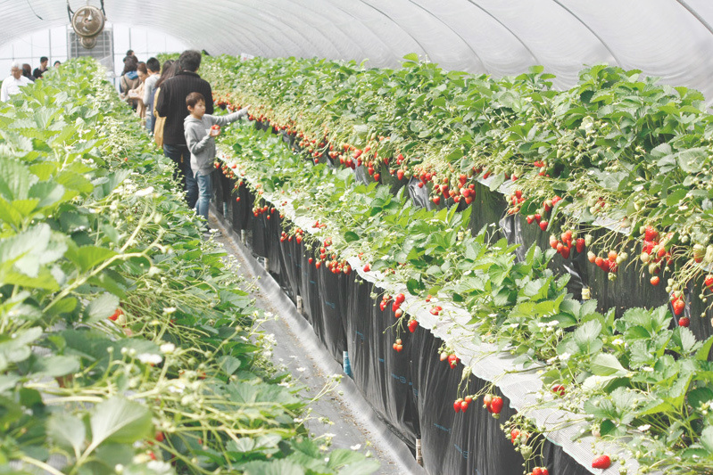 苺がお口いっぱいだね