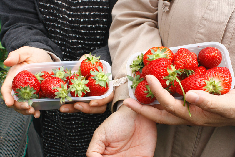 全部の品種を食べられましたか？