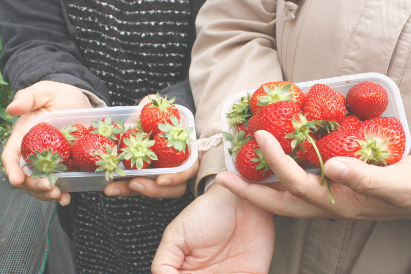全部の品種を食べられましたか？