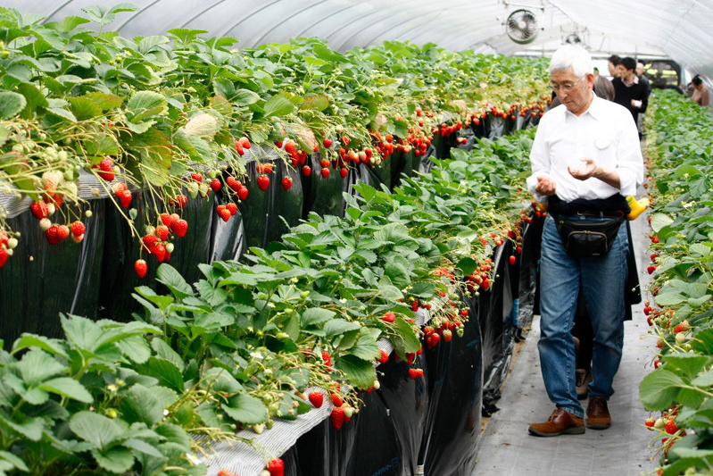 全部の品種を食べられましたか？