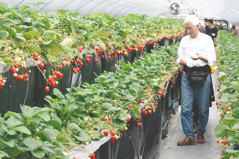 全部の品種を食べられましたか？