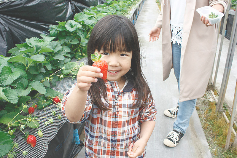 おいしい苺をSNSにアップよろしく