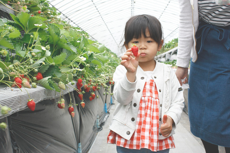 苺狩りは幸せな気持ちになれますね