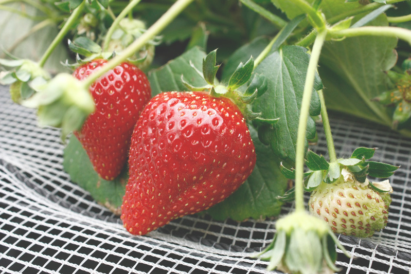 べにほっぺ（上）とおいCベリー（下）