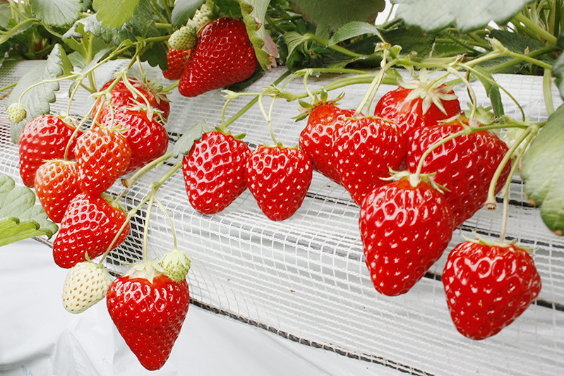 恋みのりの色は朱色っぽい感じ