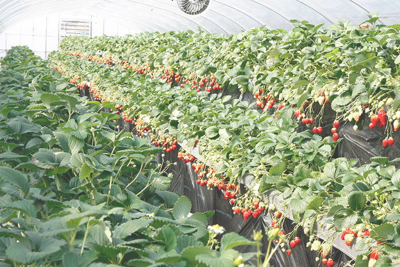 新種の恋みのり