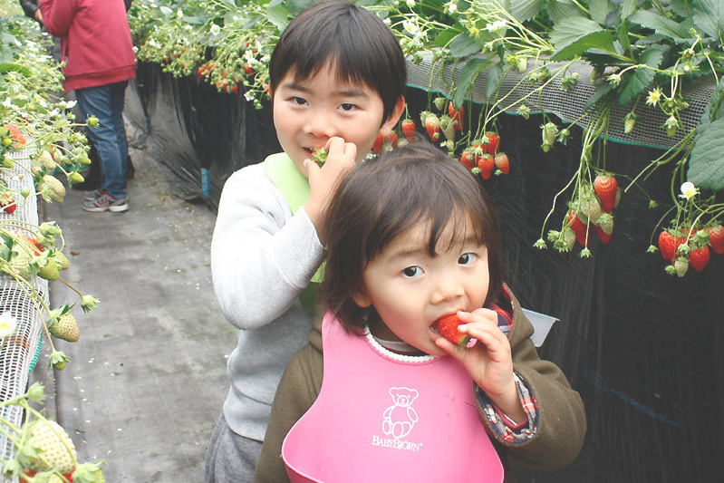 恋みのりの色は朱色っぽい感じ