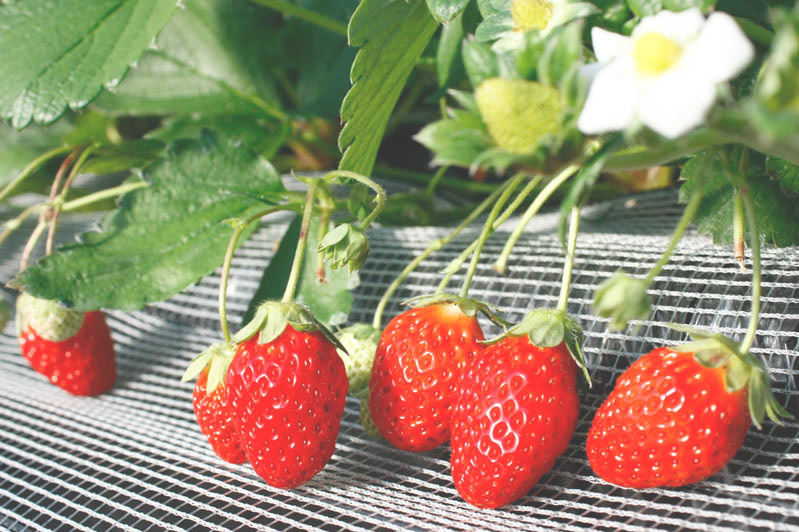 恋みのりの色は朱色っぽい感じ