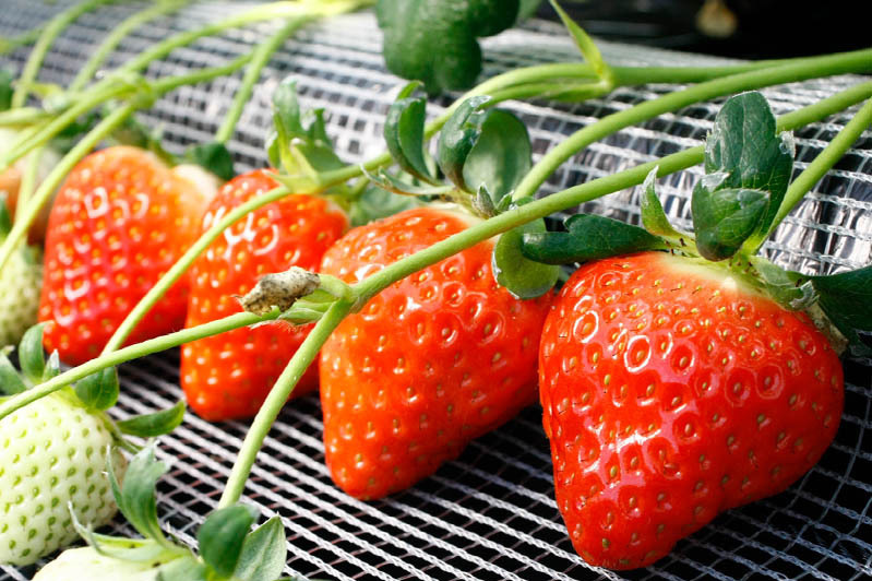 新種の恋みのり