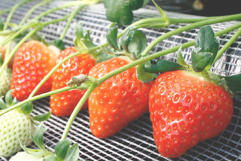 新種の恋みのり