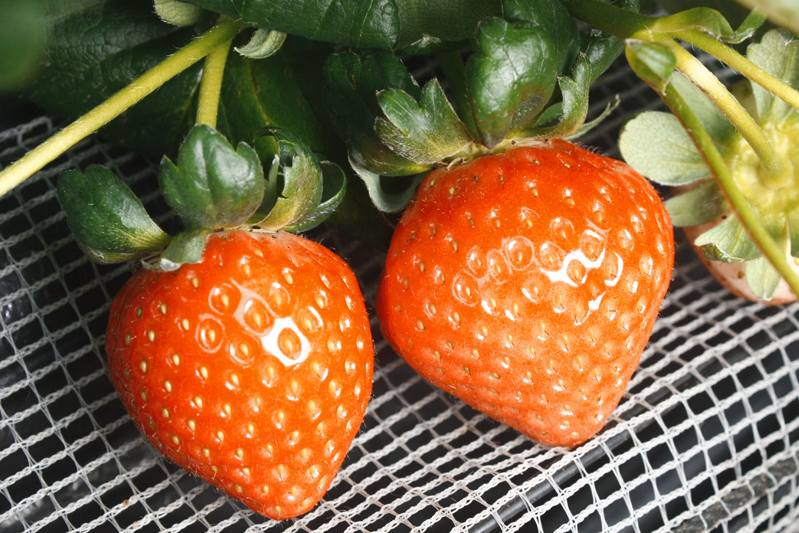 恋みのりの色は朱色っぽい感じ